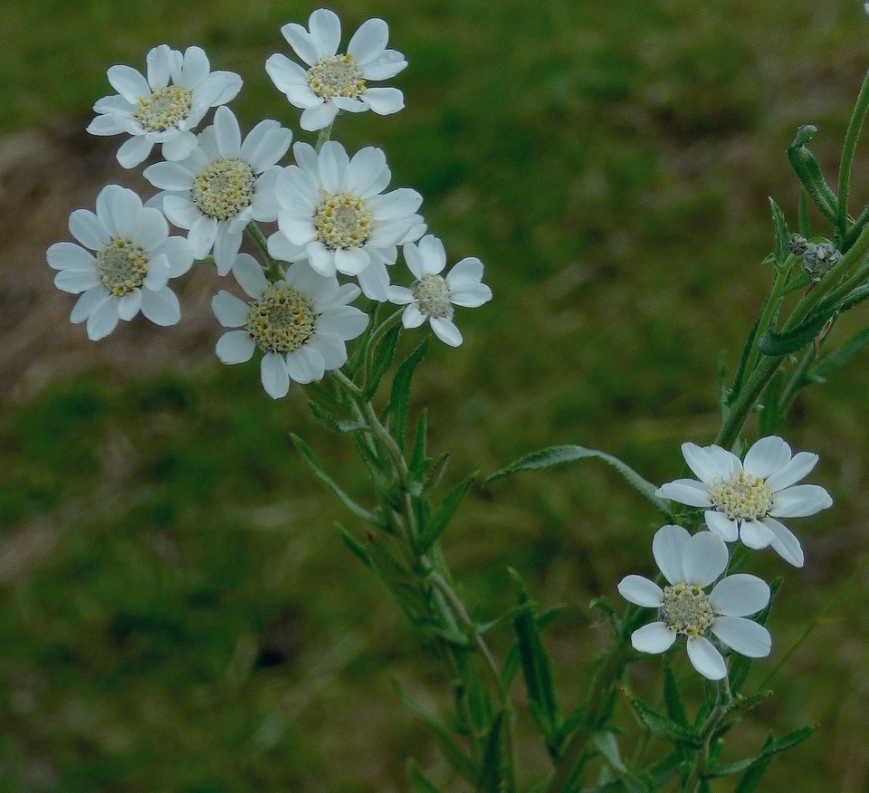 Achillea_ptarmica