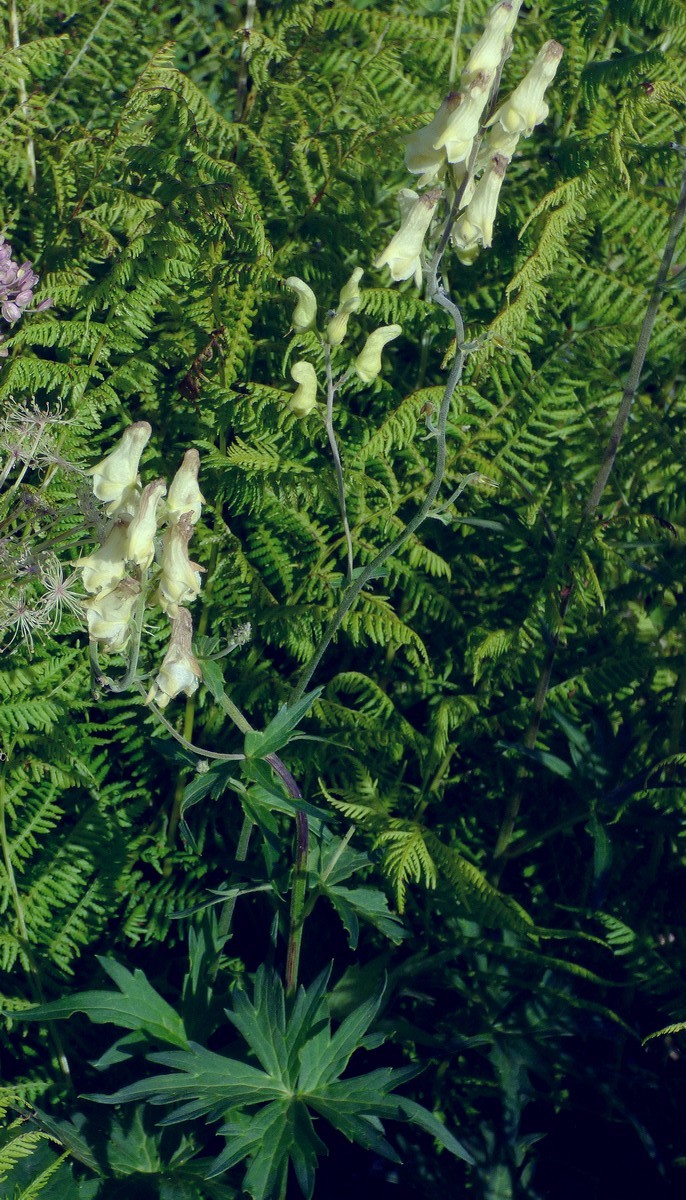 Aconitum_lycoctonum_subps_neapolitanum