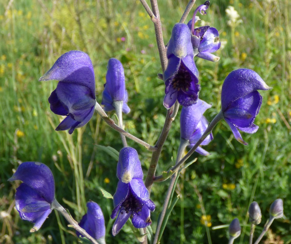 Aconitum_napellus_subsp_burnatii