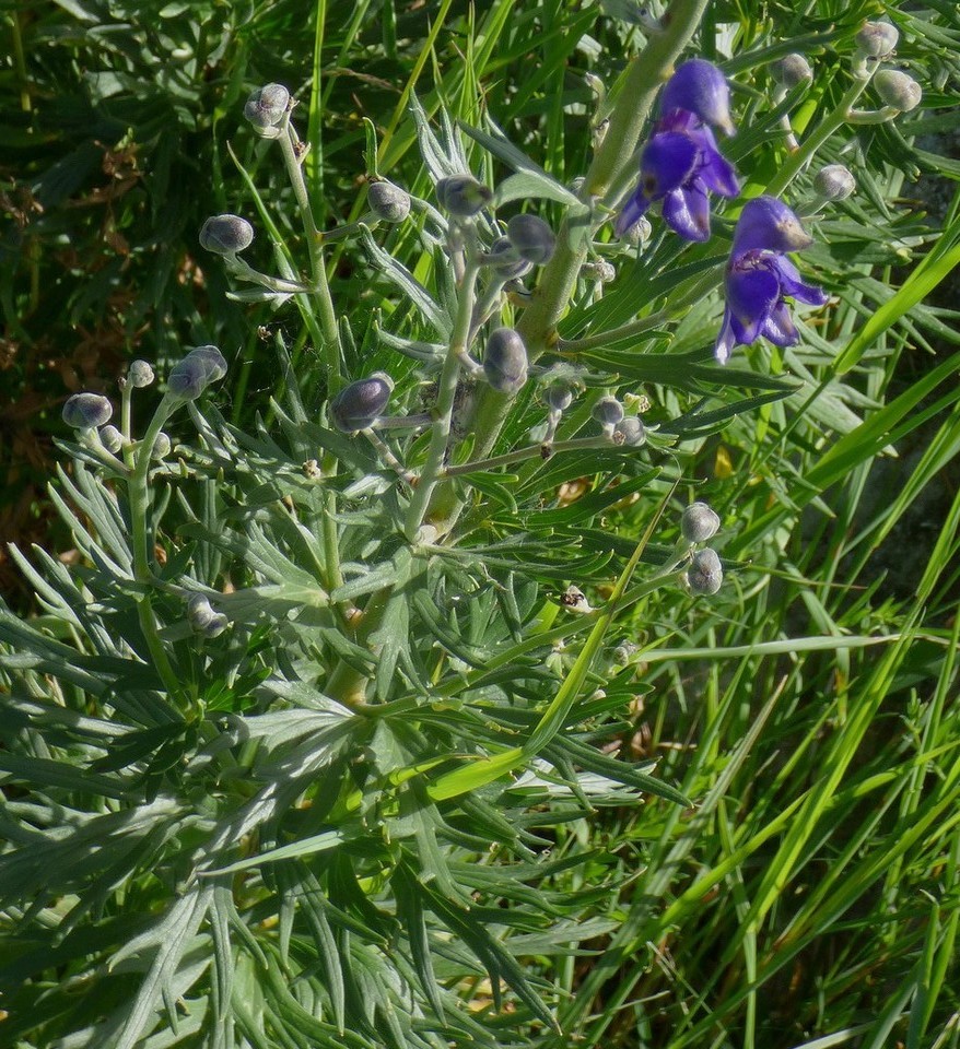 Aconitum_napellus_subsp_burnatii