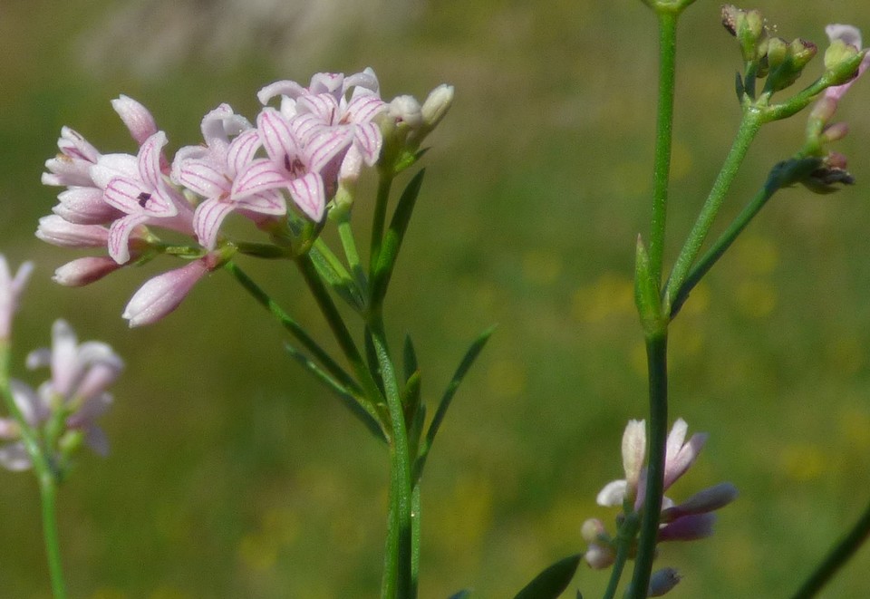 Asperula_cynanchica_forme_rupicola