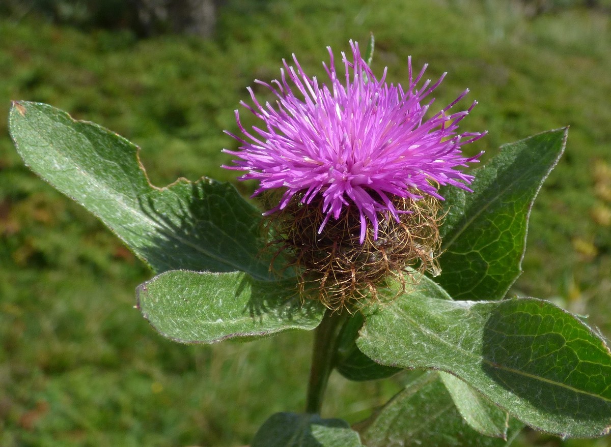 Centaurea_pectinata