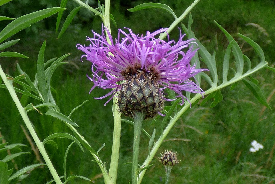 Centaurea_scabiosa_subsp_scabiosa