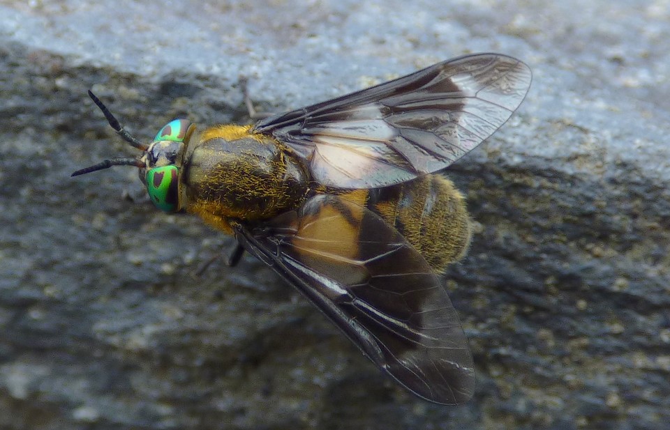 Chrysops_caecutiens