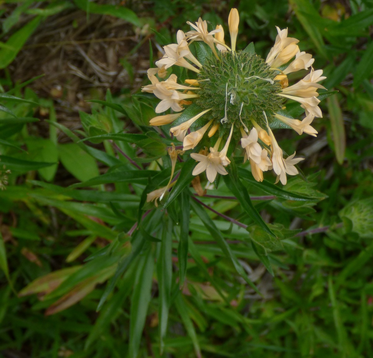 Collomia_grandiflora