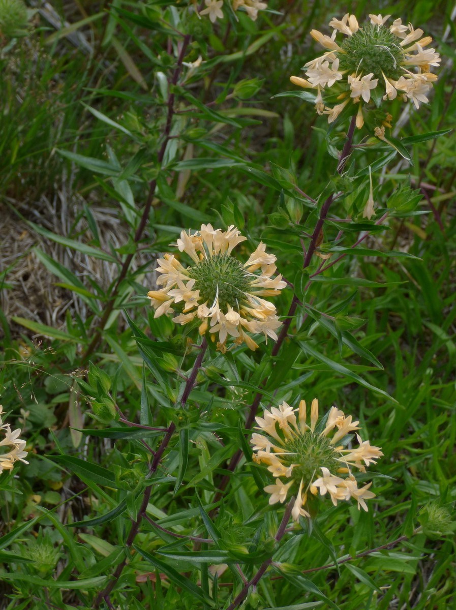 Collomia_grandiflora