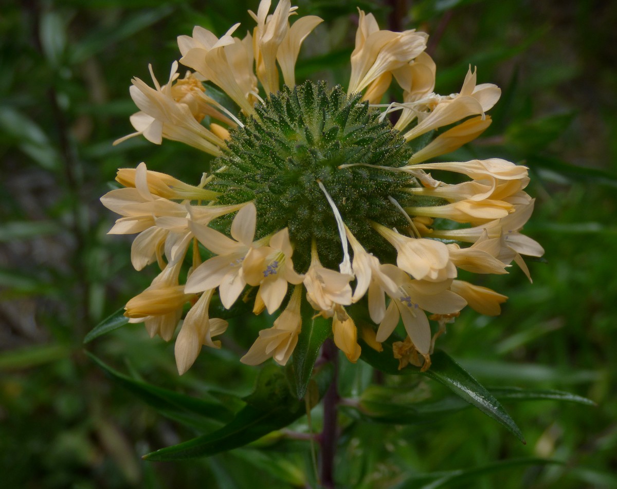 Collomia_grandiflora