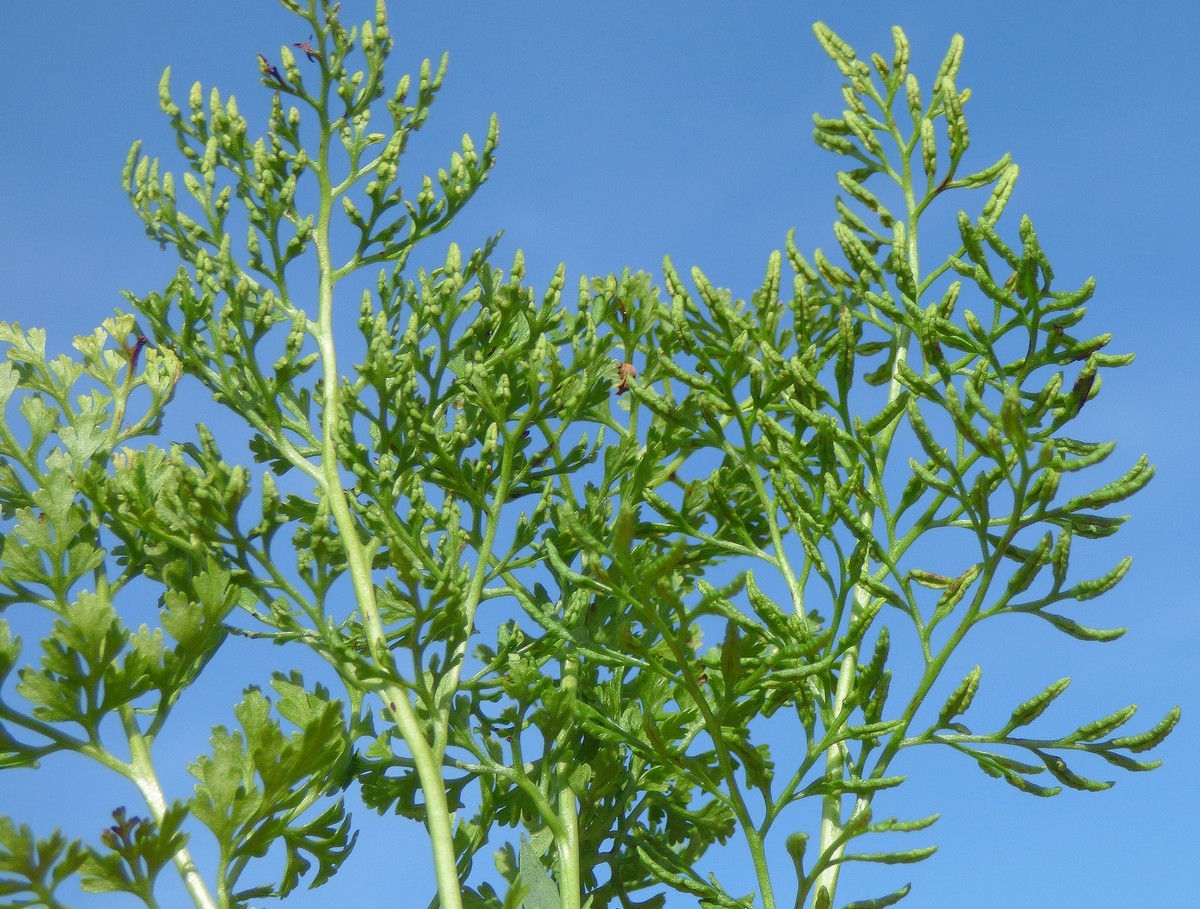 Cryptogramma_crispa