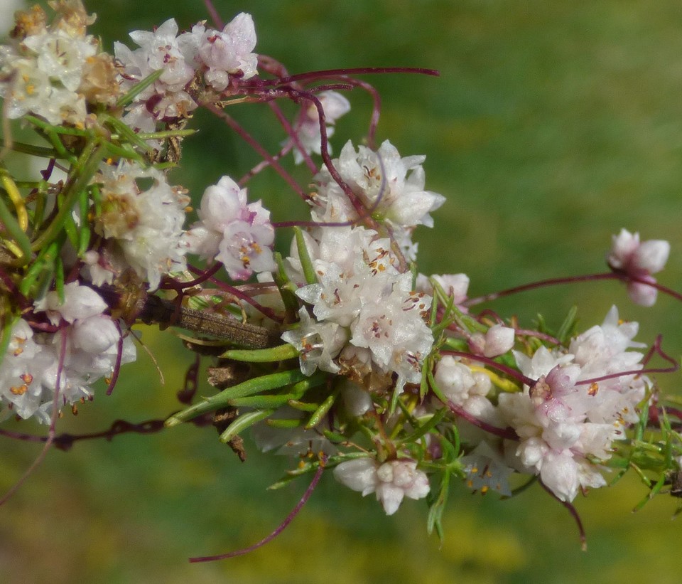 Cuscuta_epithymum