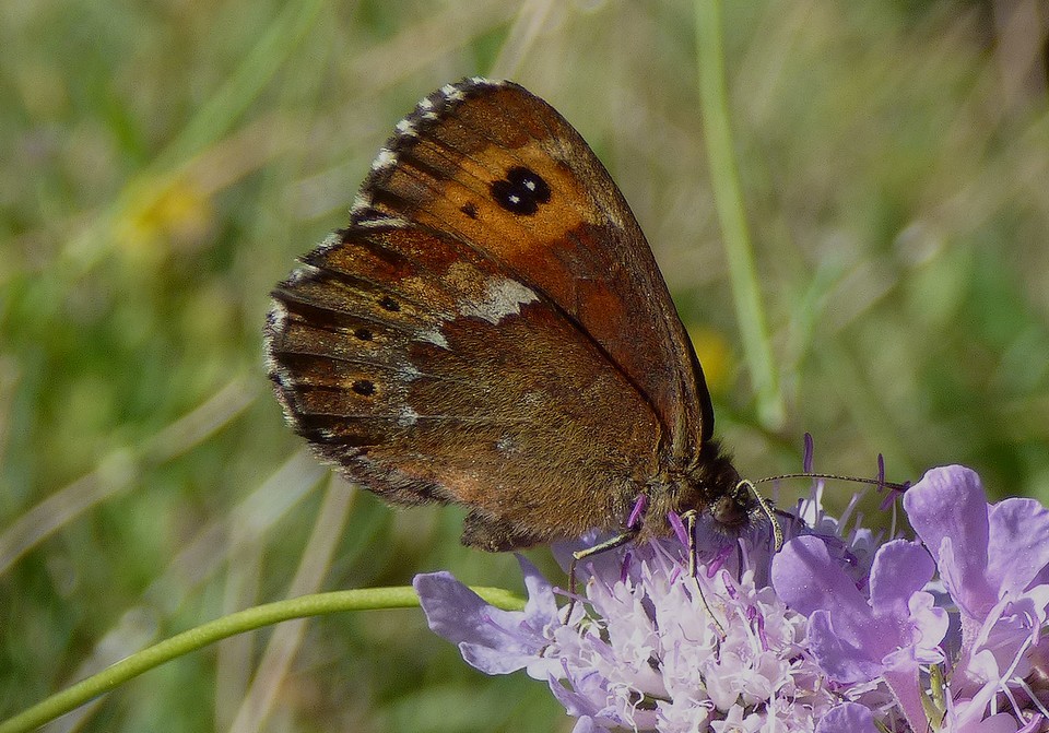 Erebia_ligea