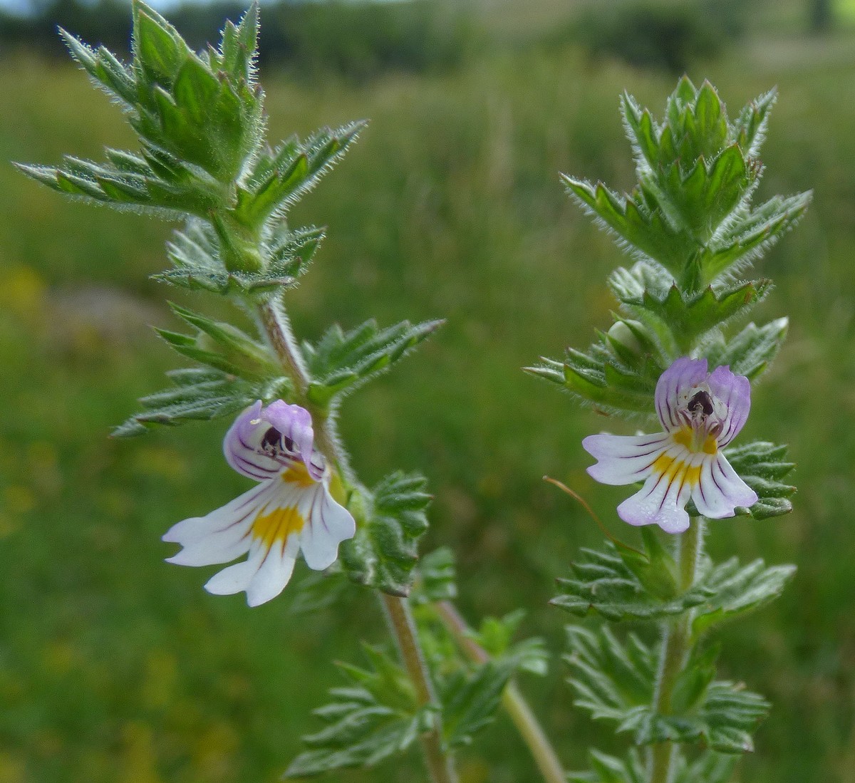 Euphrasia_officinalis_subsp_rostkoviana