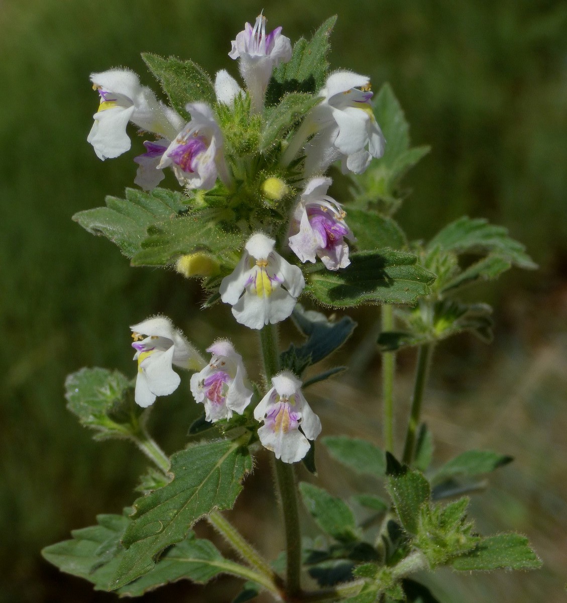 Galeopsis_segetum