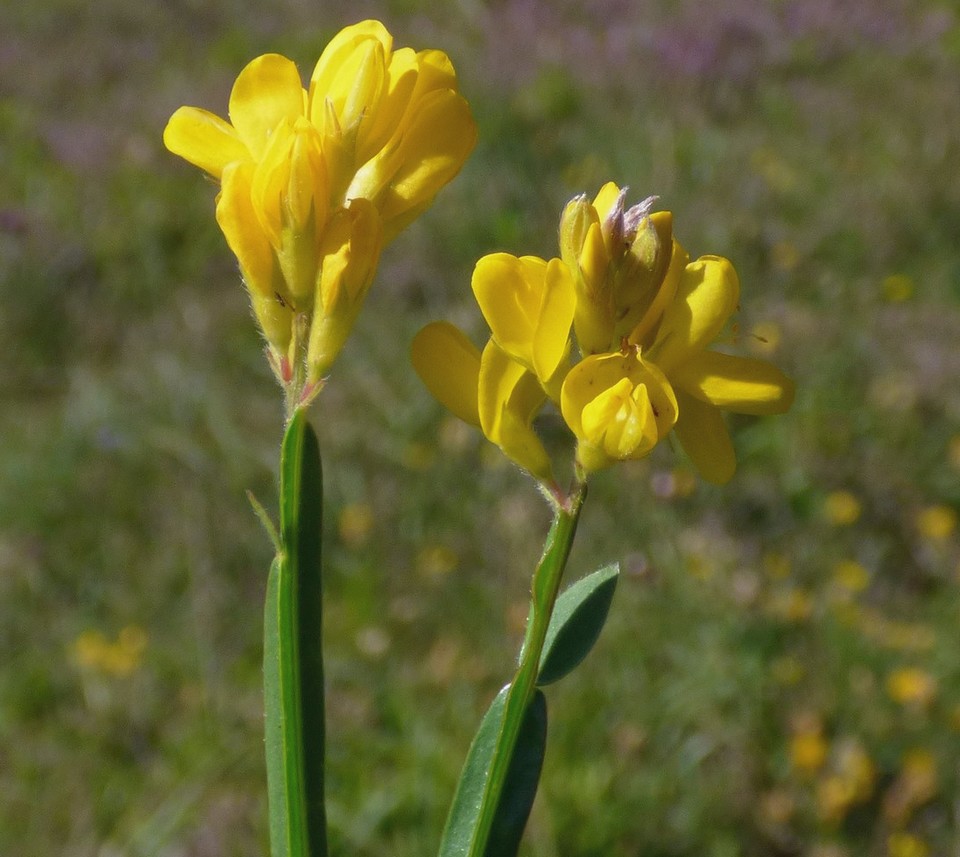 Genista_sagittalis