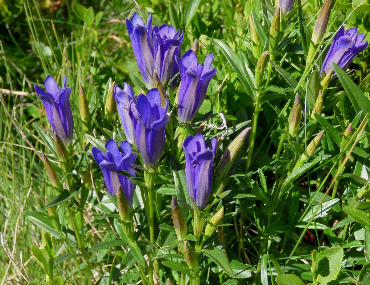 Gentiana_pneumonanthe