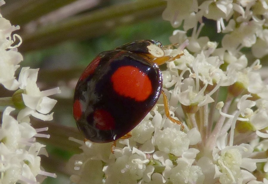 Harmonia_axyridis