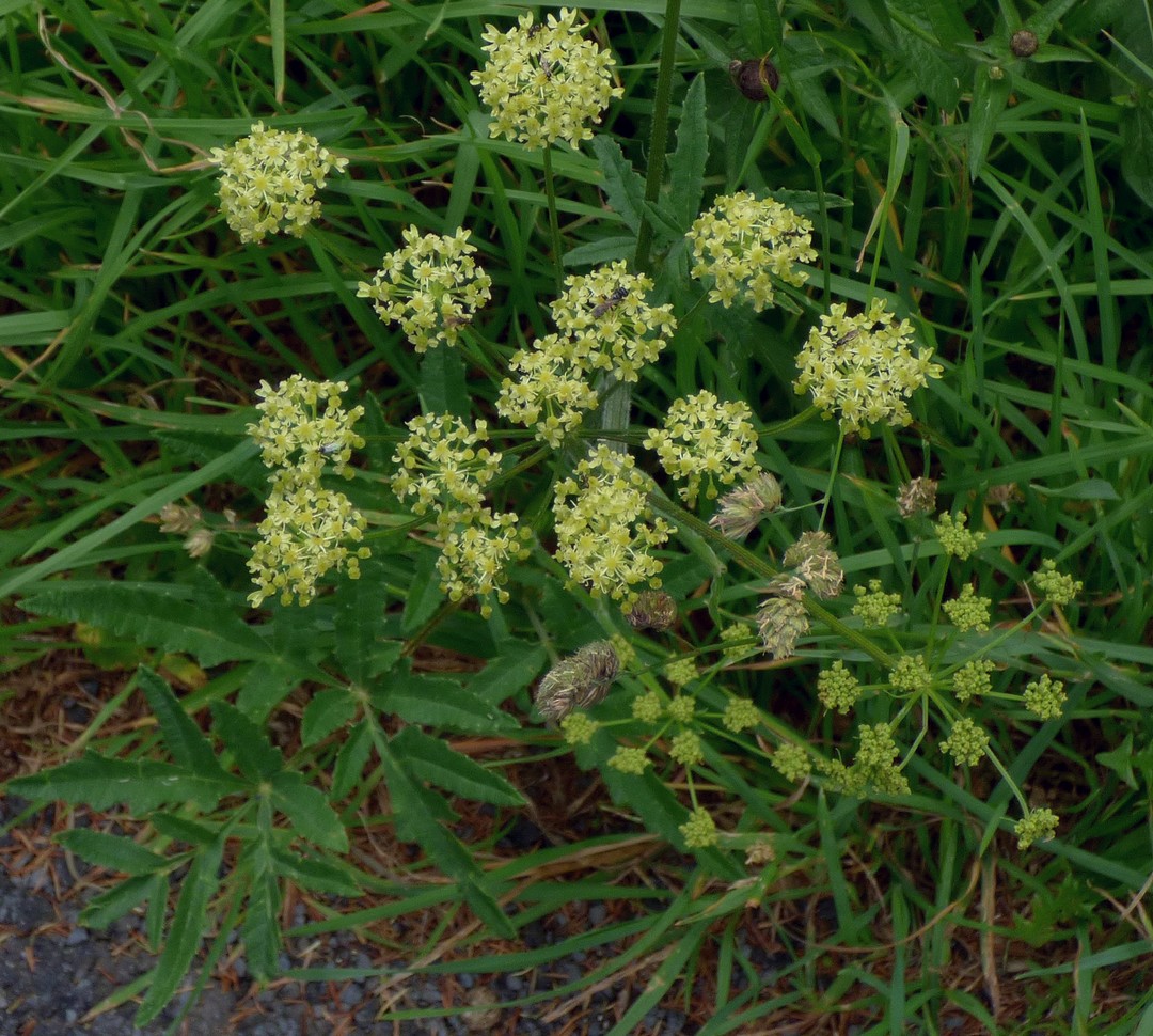 Heracleum_sphondylium_subsp_sibiricum