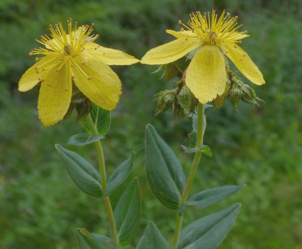 Hypericum_richeri_subsp_richeri