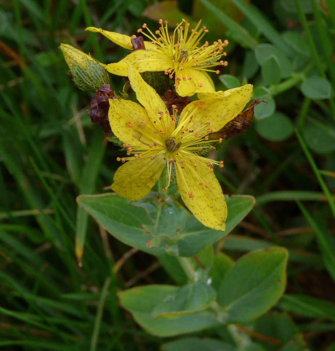 Hypericum_richeri_subsp_richeri