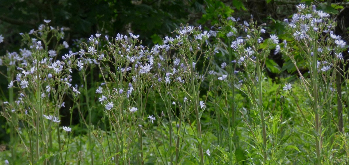 Lactuca_plumeri