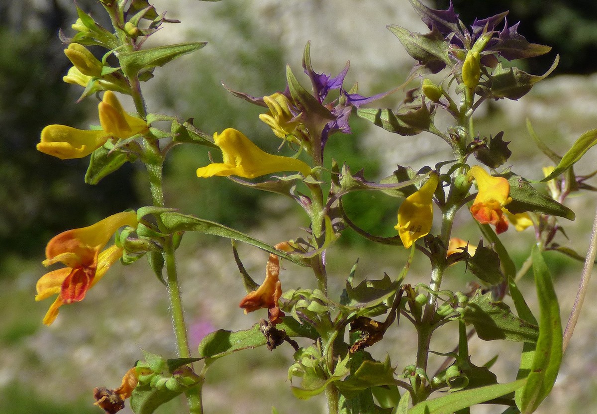 Melampyrum_subalpinum