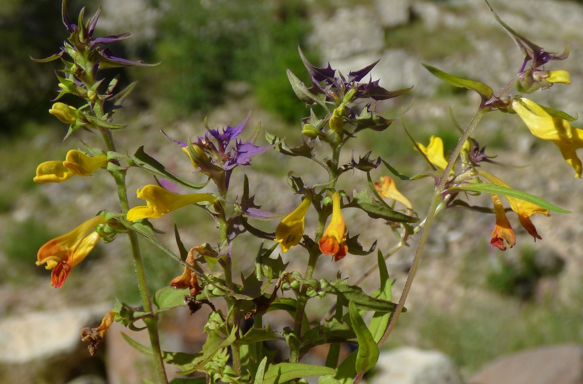 Melampyrum_subalpinum