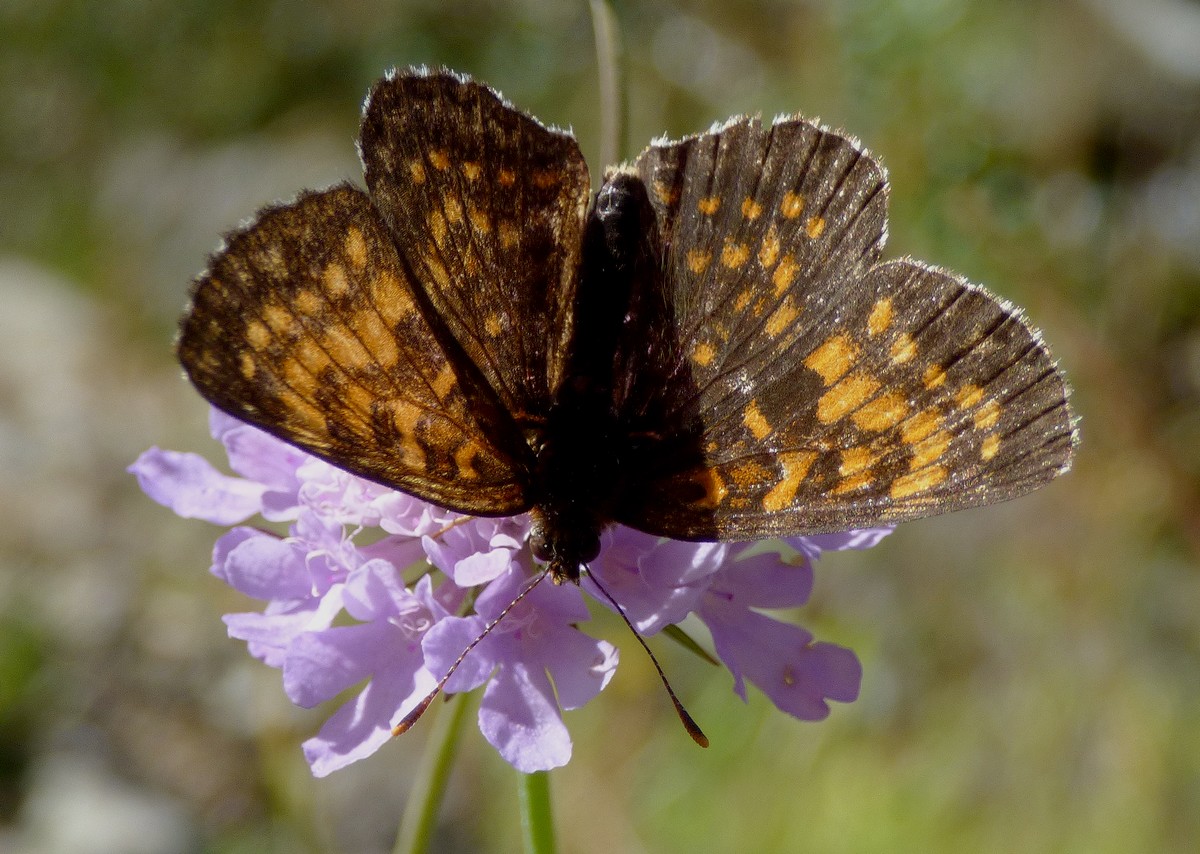 Melitaea_diamina