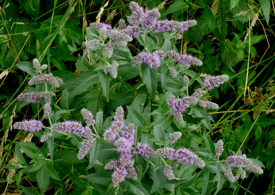 Mentha_longifolia_subsp_longifolia