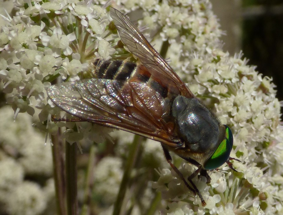 Philipomyia_aprica