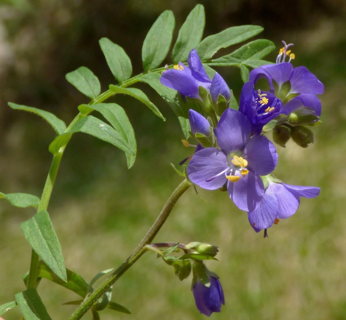 Polemonium_caeruleum