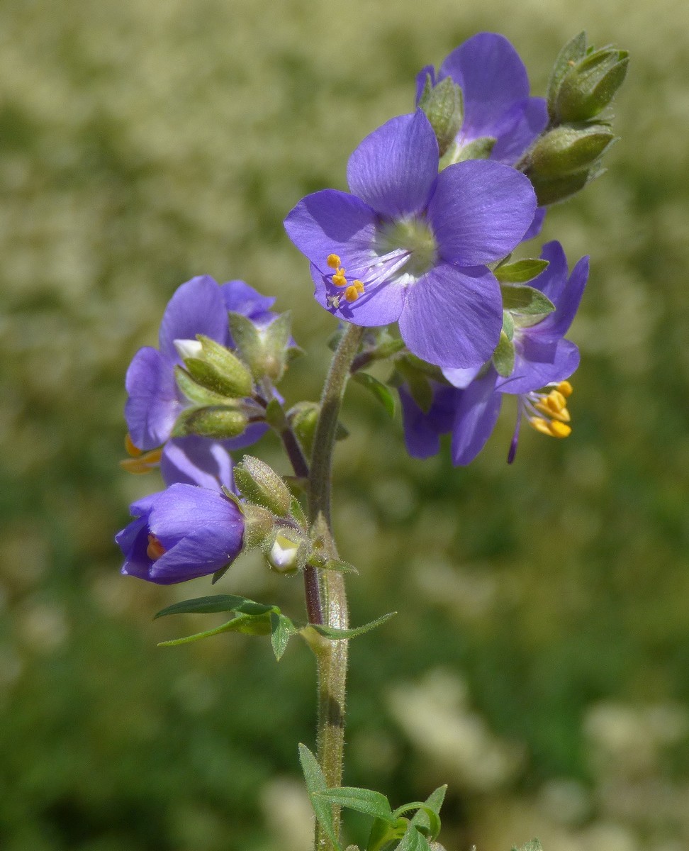 Polemonium_caeruleum