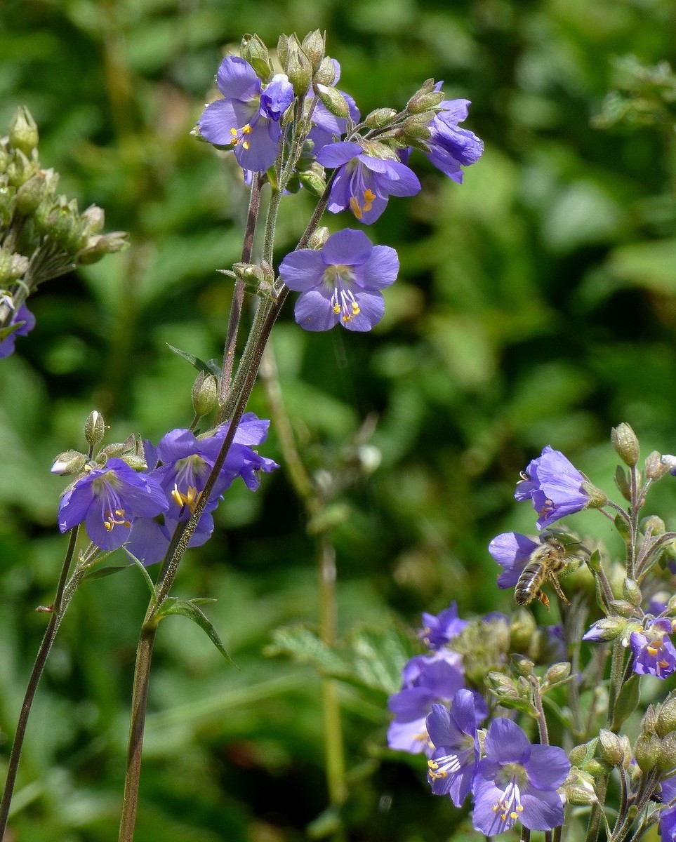 Polemonium_caeruleum