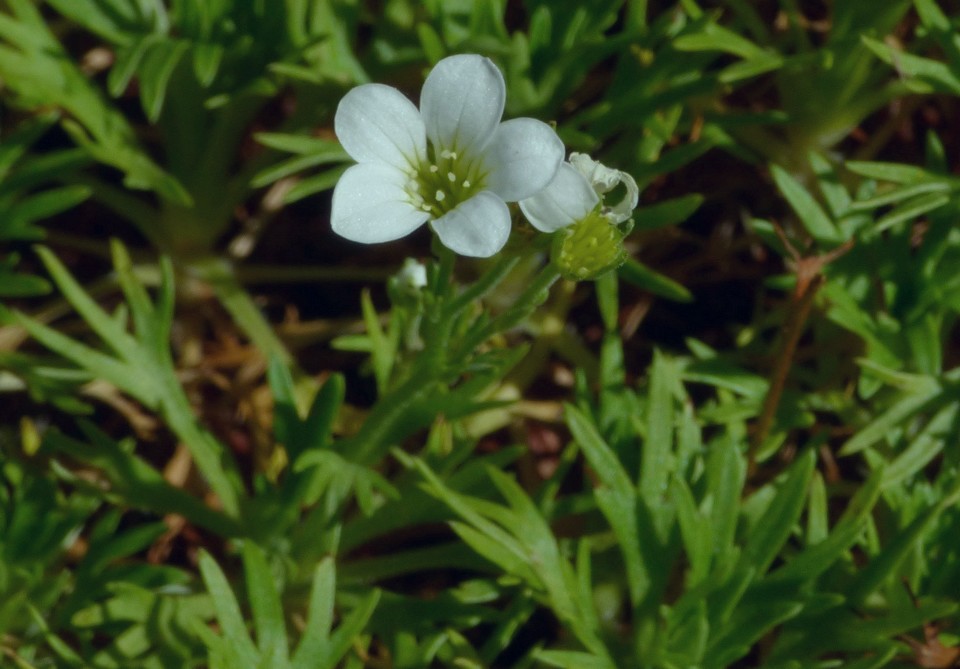 Saxifraga_prostii