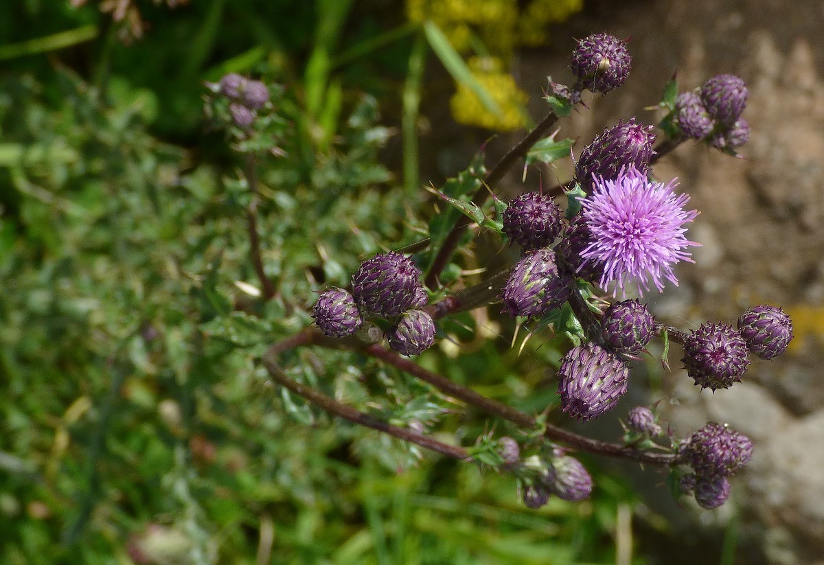 Serratula_tinctoria_subsp_monticola