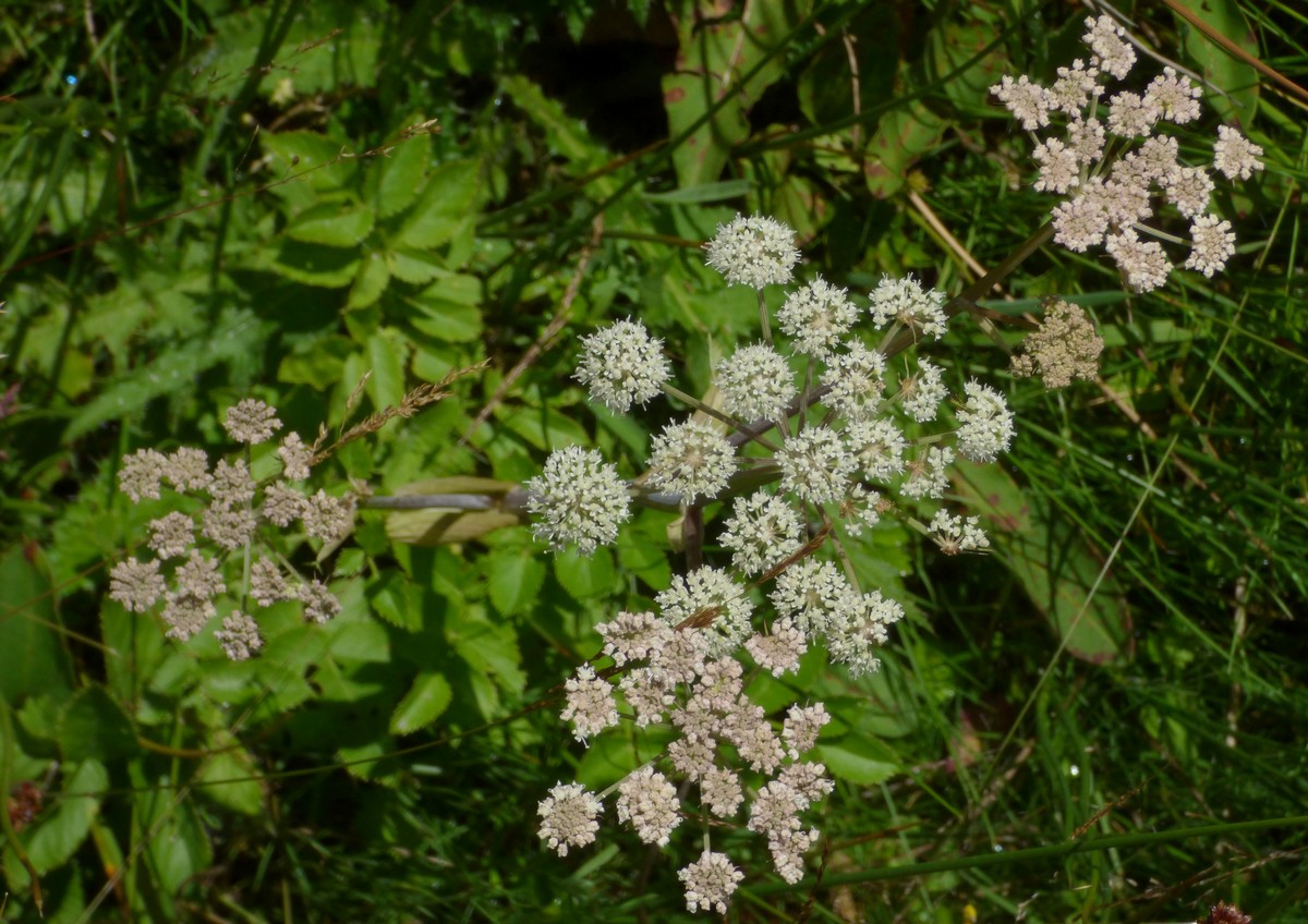 Sium_latifolium