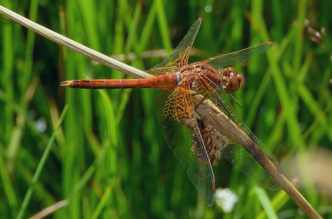 Sympetrum_flaveolum