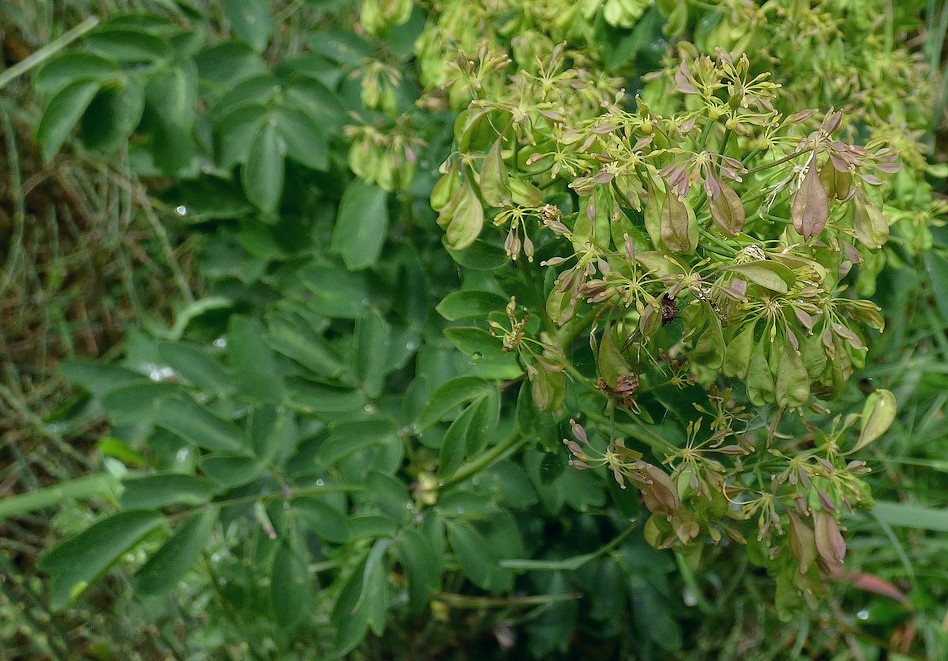 Thalictrum_aquilegiifolium