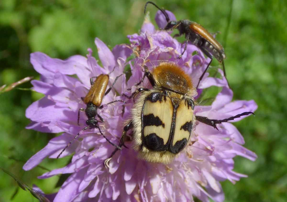 Trichius_gallicus