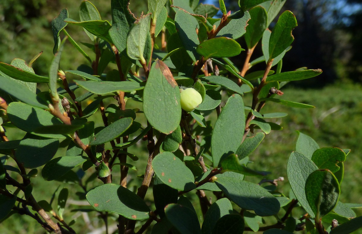 Vaccinum_uliginosum