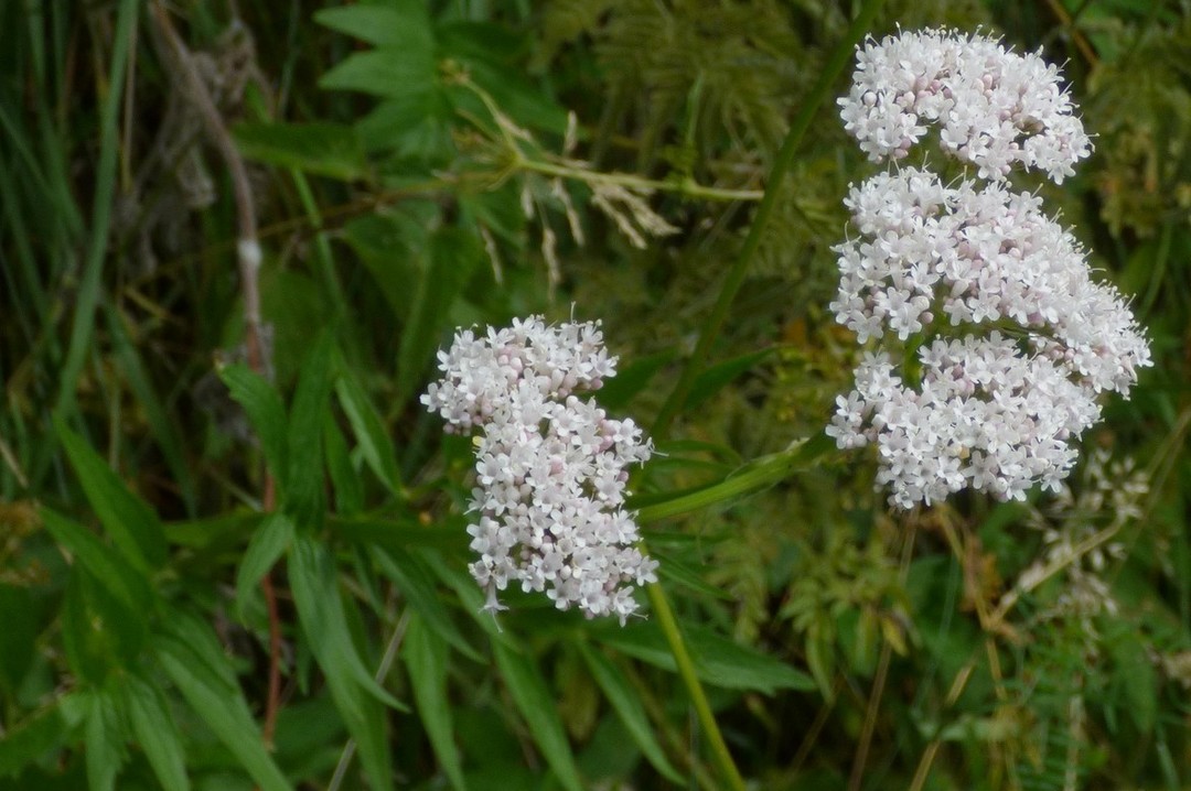 Valeriana_officinalis.