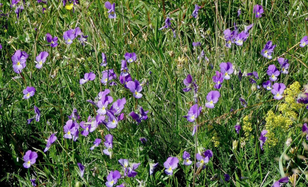 Viola_des-Sudetes