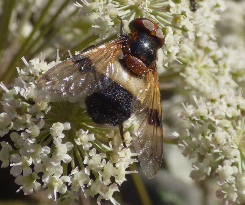 Volucella_pellucens.