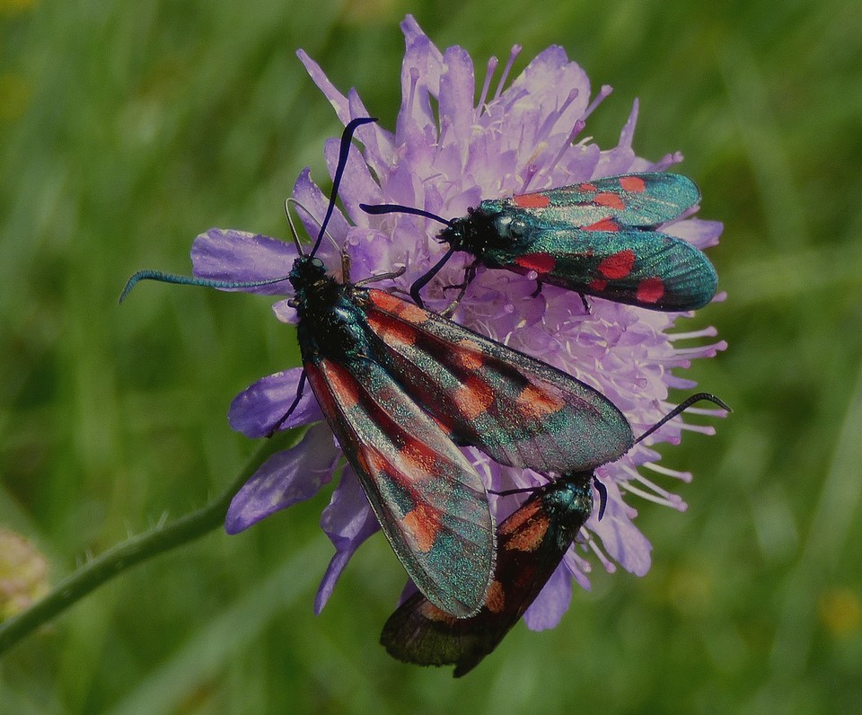 Zygaena