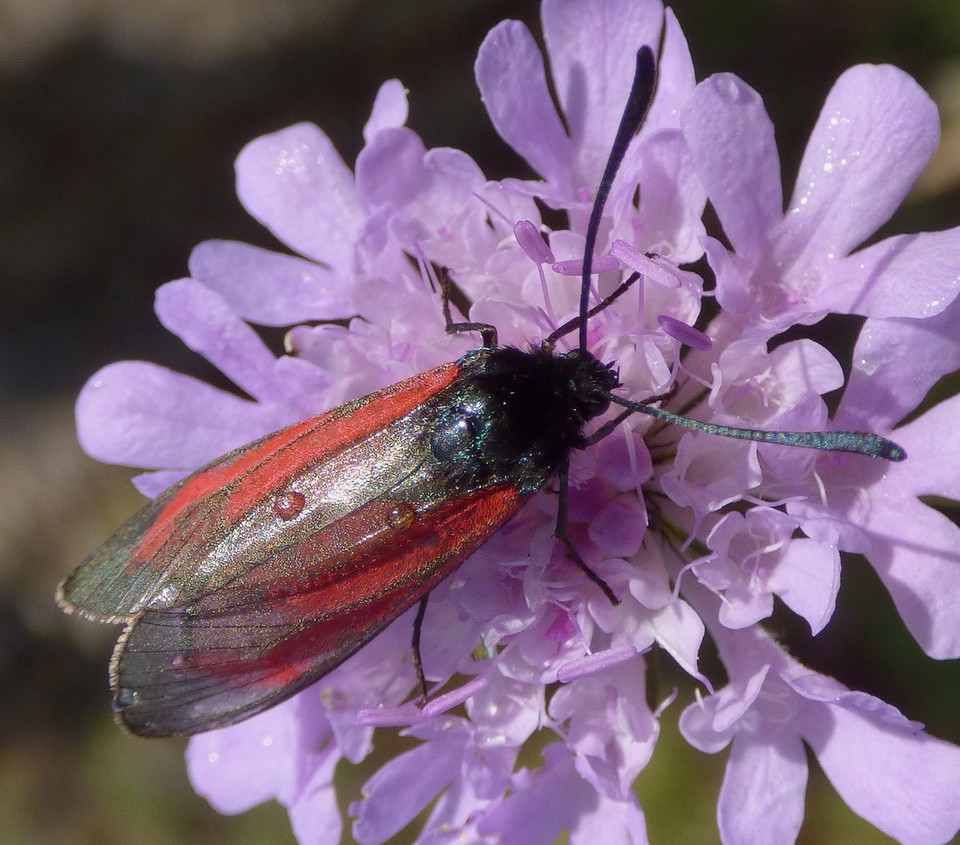 Zygaena_erythrus