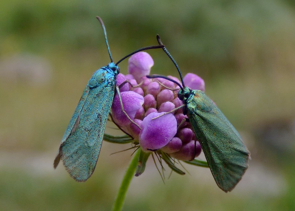 turquoises