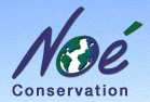 No Conservation