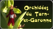 Orchides du Tarn et Garonne