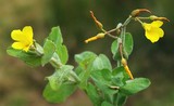 Hypericum elodes