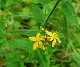 Hypericum hirsutum