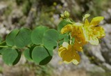 Hypericum nummularium