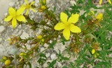 Hypericum perforatum